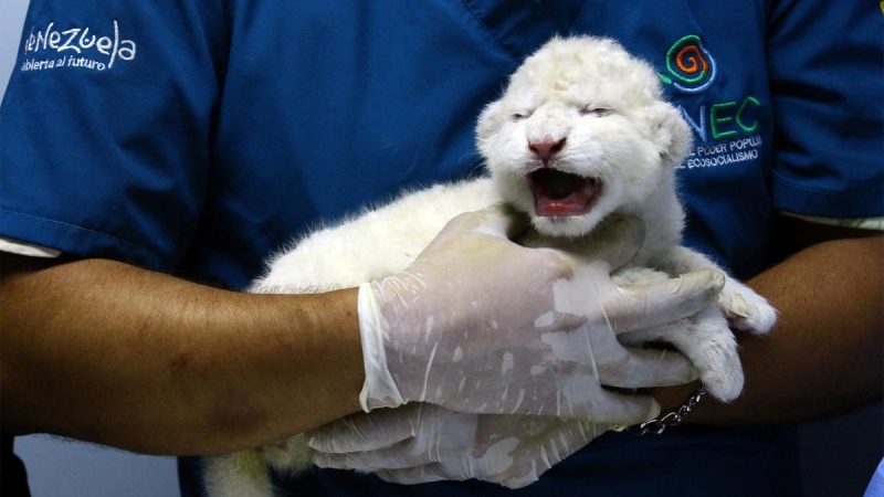 Nacen tres leones blancos en un zoológico de Venezuela