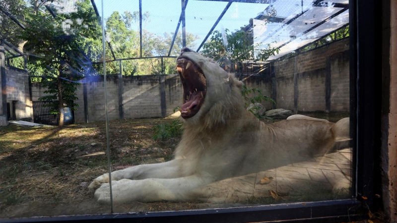 Nacen tres leones blancos en un zoológico de Venezuela