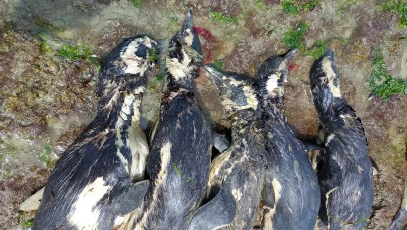 138 pingüinos fueron encontrados muertos en las costas de Santa Cruz. Foto: Parque Marino Makenke