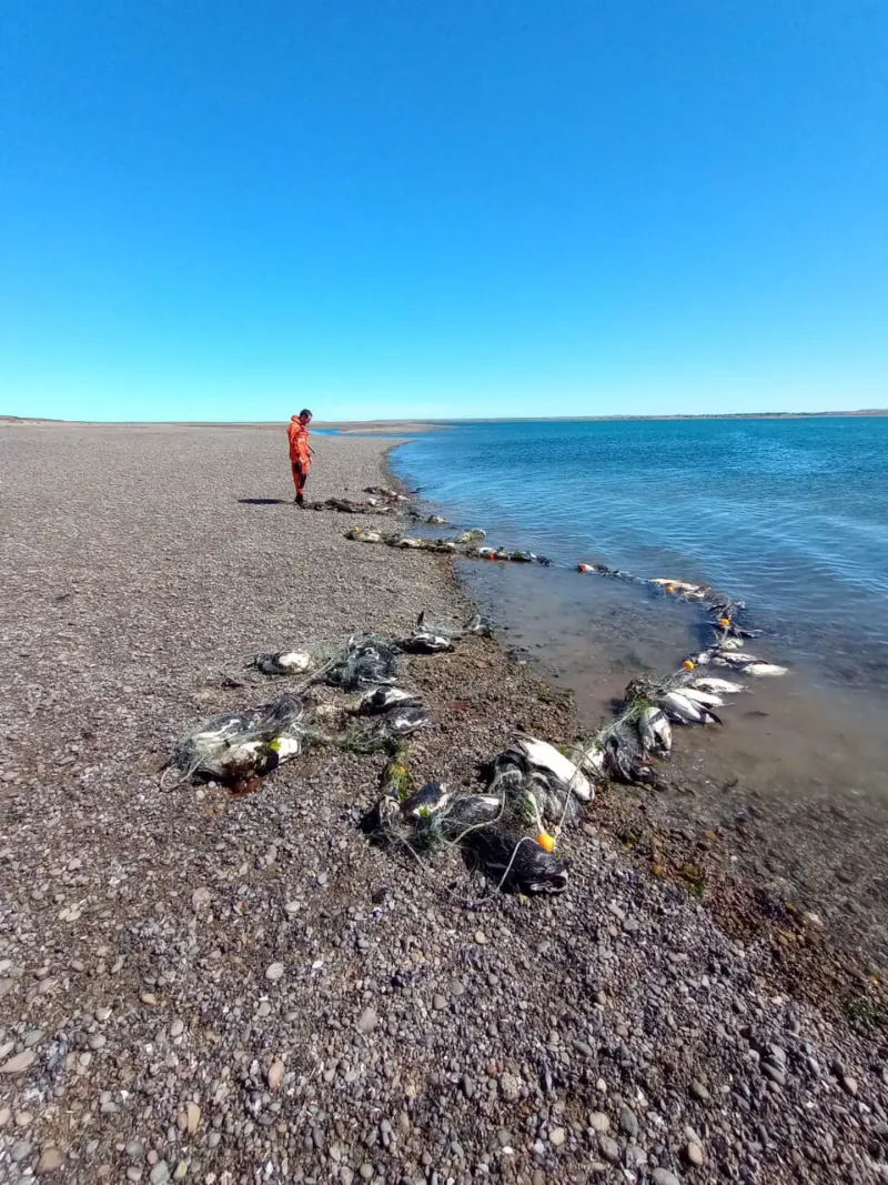 Los pingüinos murieron ahogados tras quedar atrapados en la red mientras buscaban comida para llevar a sus nidos.