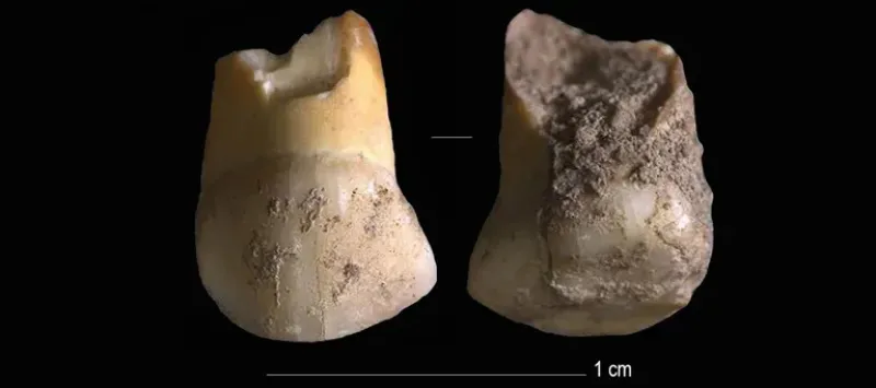 Hay pruebas que demuestran que los Neandertales se ocupaban de mantener limpios a sus dientes