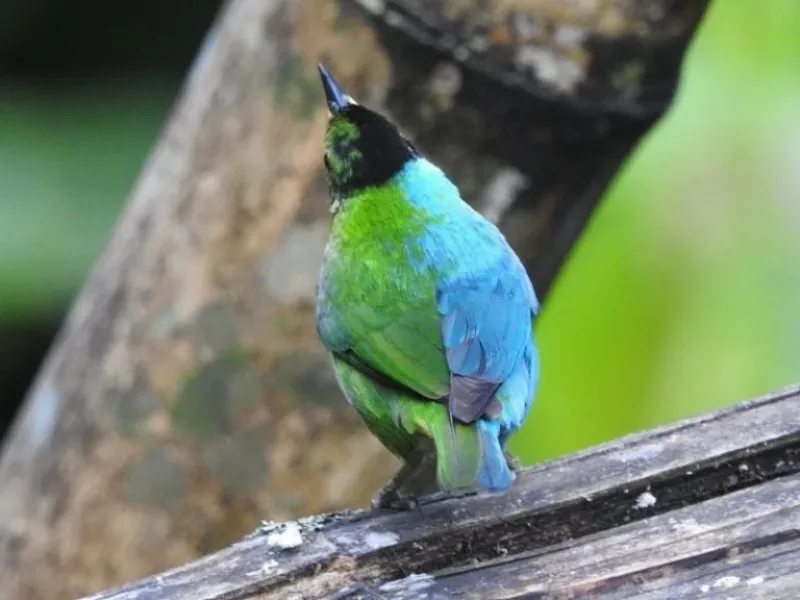 Las hembras suelen tener todo el plumaje verde y los machos, todo azul. Este ejemplar es único.