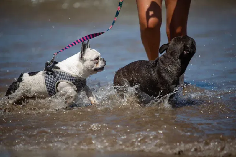  Bandido y Lagertha