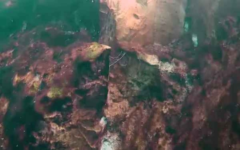 En las paredes de la caverna se encontraron mucosas y otros organismos adheridos(Fuente: Captura de video - ECOSUR)