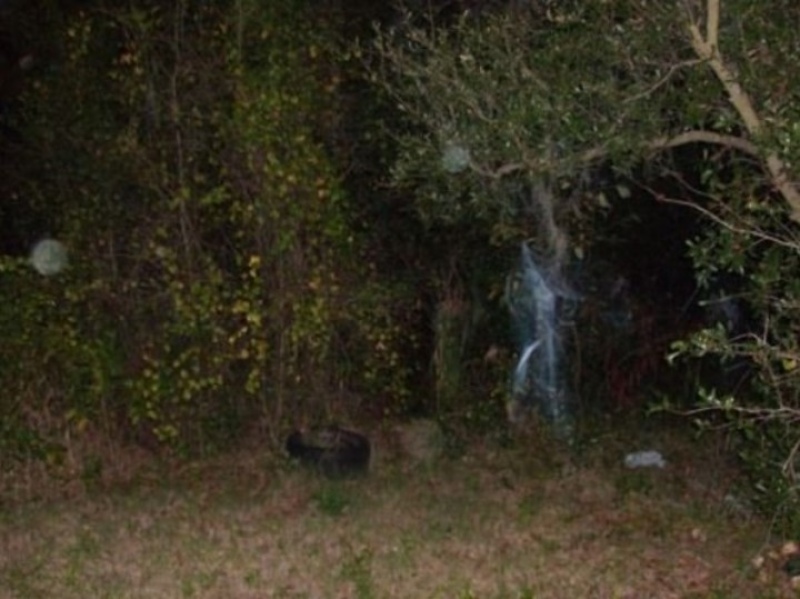 Extraña niebla en el interior del Bosque de Hoia Baciu