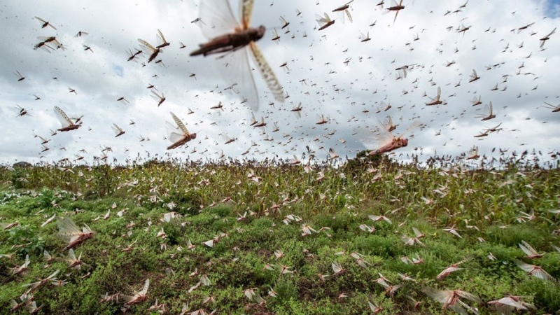 Declaran alerta fitosanitaria por plaga de langostas en el norte del país