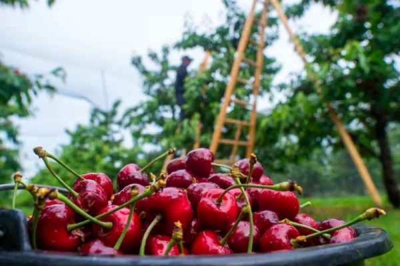  Los investigadores vieron que el consumo regular de cerezas mejoraba la eficiencia del sueño y reducía los despertares nocturnos (DPA)