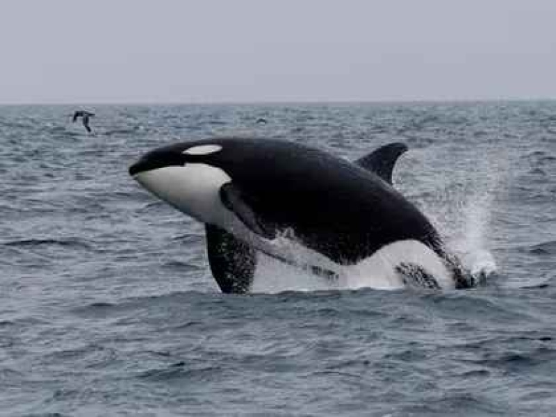  Una orca salta fuera del agua en el mar cerca de Rausu, Hokkaido, Japón (REUTERS/Kim Kyung-Hoon/Archivo)REUTERS