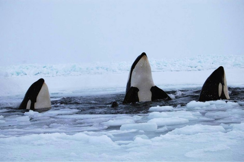 Sucedió frente a la costa de Hokkaido, en el norte de Japón