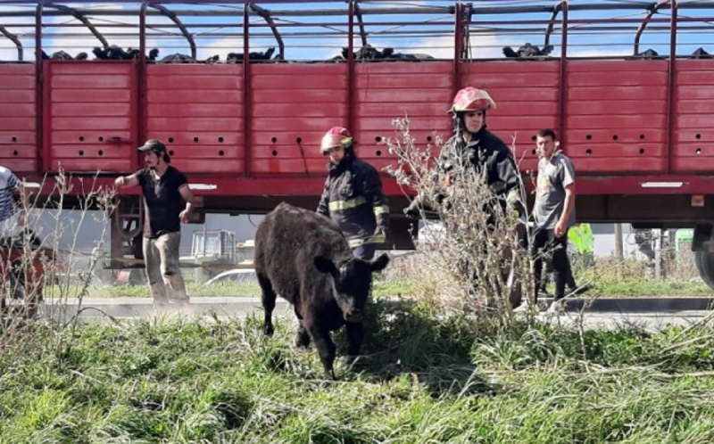 Rescatan a terneros de un camión jaula que volcó en Tres Arroyos