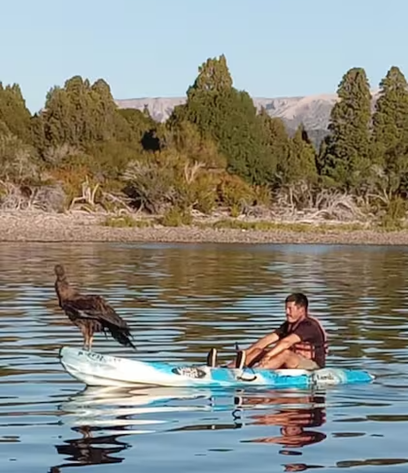 Con intoxicación, lo rescataron en un lago del sur y jamás imaginaron lo que sería salvarlo: “Lo vimos caer en picada”