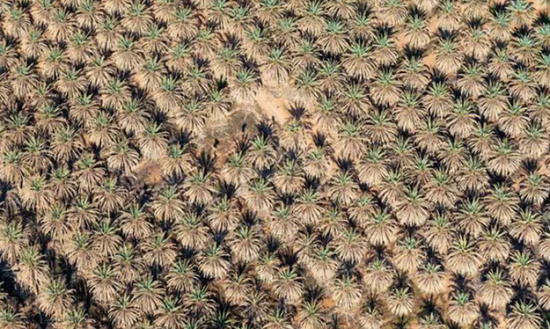 Los pueblos de AlUla mostraron un ingenioso aprovechamiento de los recursos, como muestra esta imagen de las prolíficas palmeras datileras de la zona.