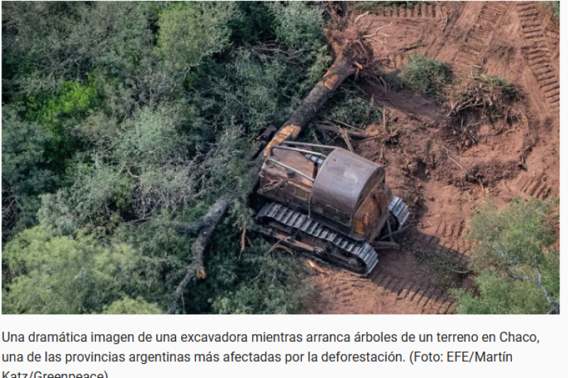 La legislatura de Chaco modificó las áreas de bosque protegido y 1 millón de hectáreas podrían ser desmontadas