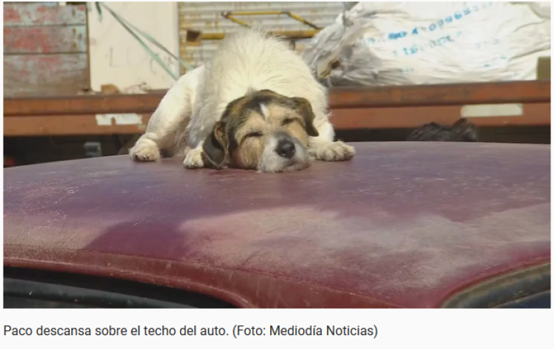 Se defendió el hombre que lleva a su perro en el techo del auto: “Yo no lo obligo, es un placer para él”